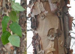 Betula nigra / Amerikai fekete nyír